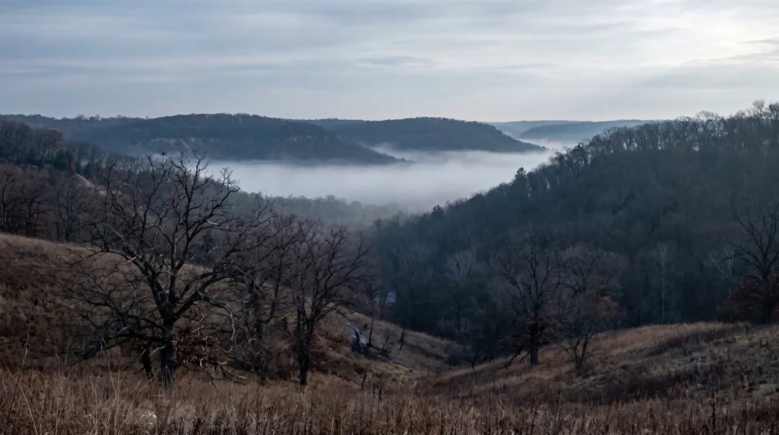 Illustrative bare oak hillsides above fog gathered in a valley at first light